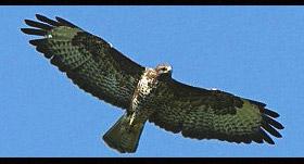eagle